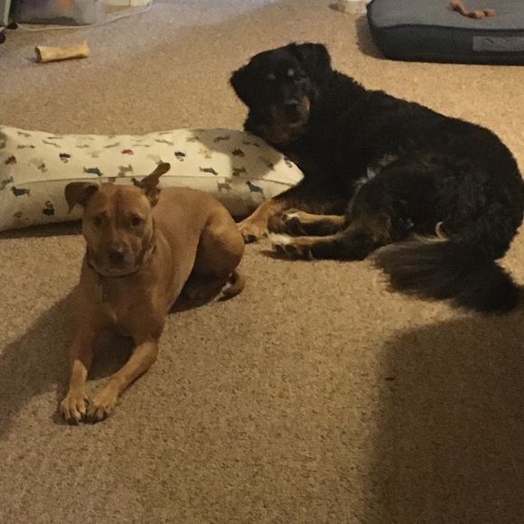 Cosmetic Bag - RESCUE ALL THE DOGS (: New - Picture 9 of 14